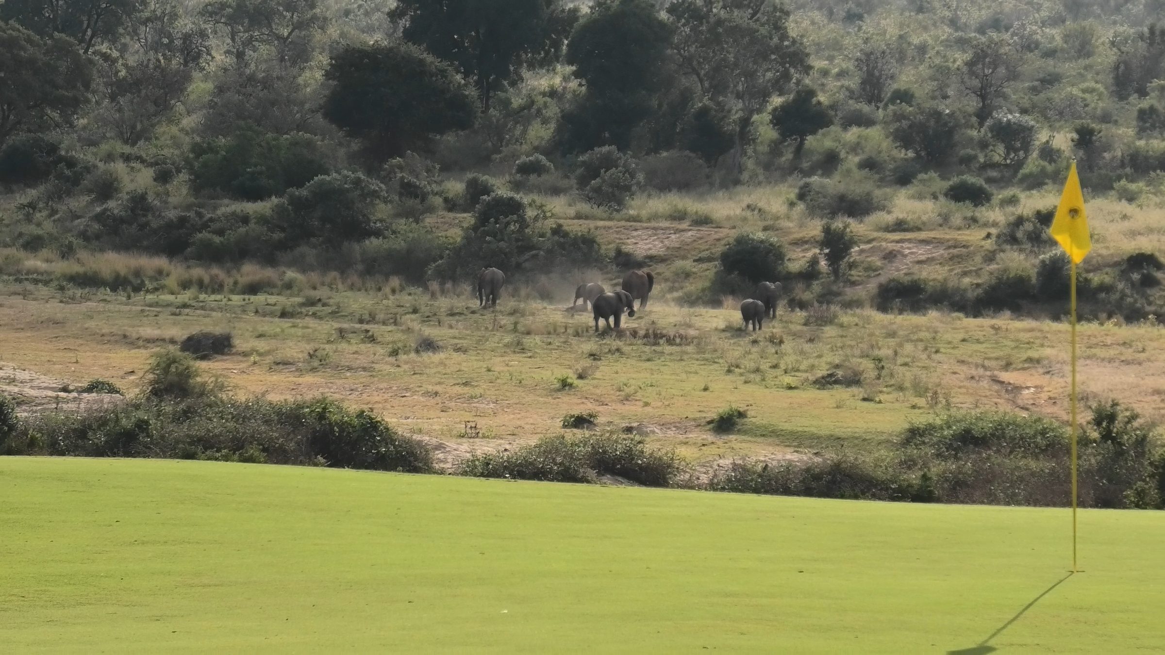 A herd of elephants crossing the fairway of a South African golf course