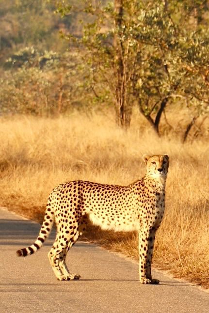 Cheetah standing alert on a safari road