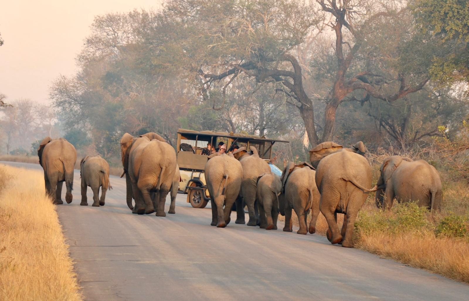 Herd of elephants walking down a dirt road ahead of a safari vehicle