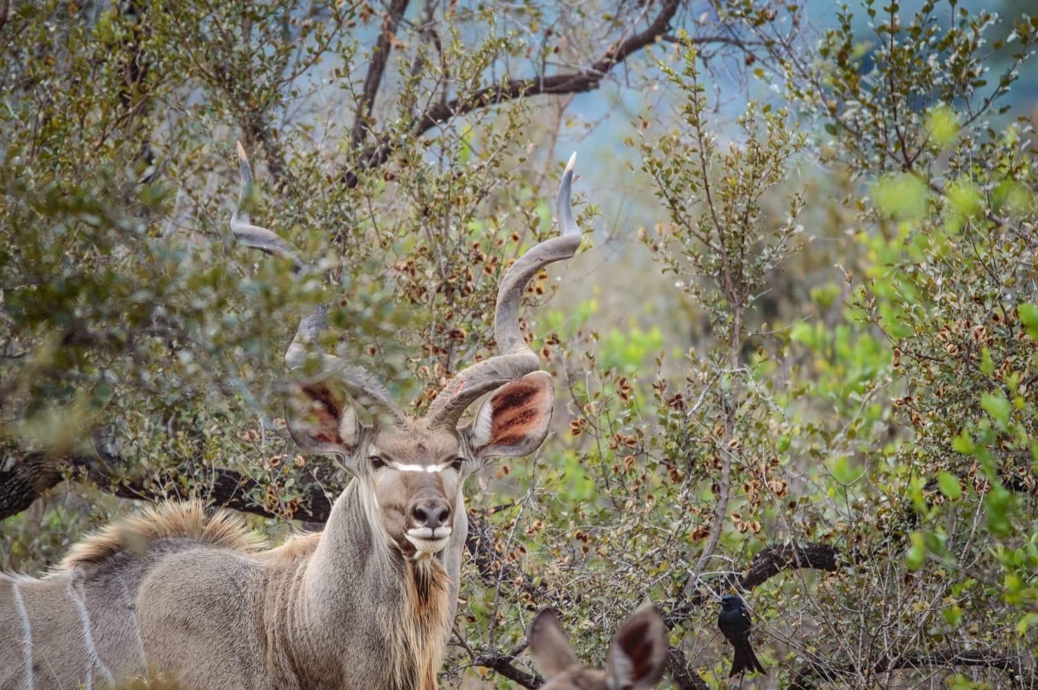 Kudu bull with spiral horns in the bush