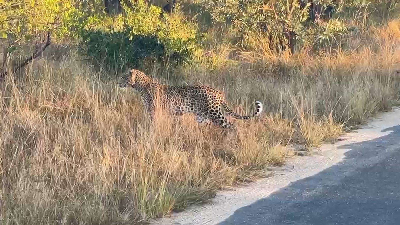 Leopard moving through tall grass beside a road