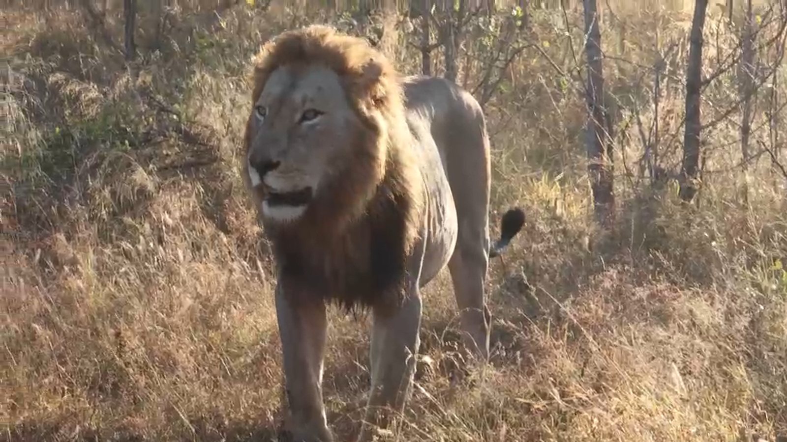Male lion with full mane walking through dry grass