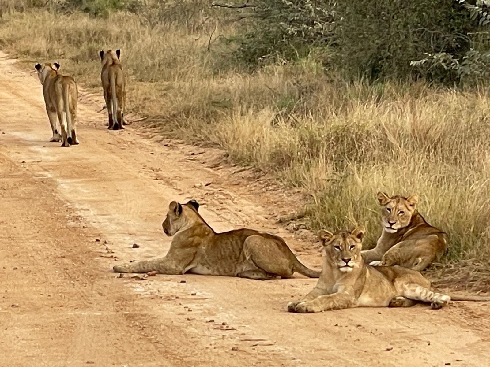 Pride of lions resting on a dirt safari road