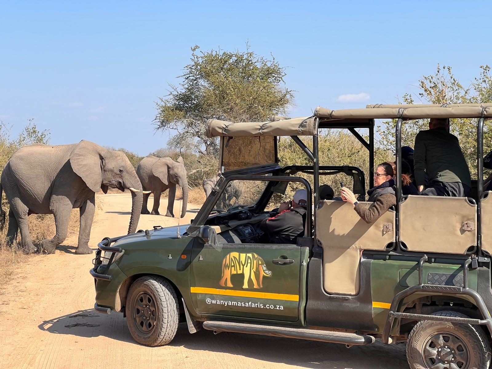 Safari vehicle stopped beside elephants on a game drive