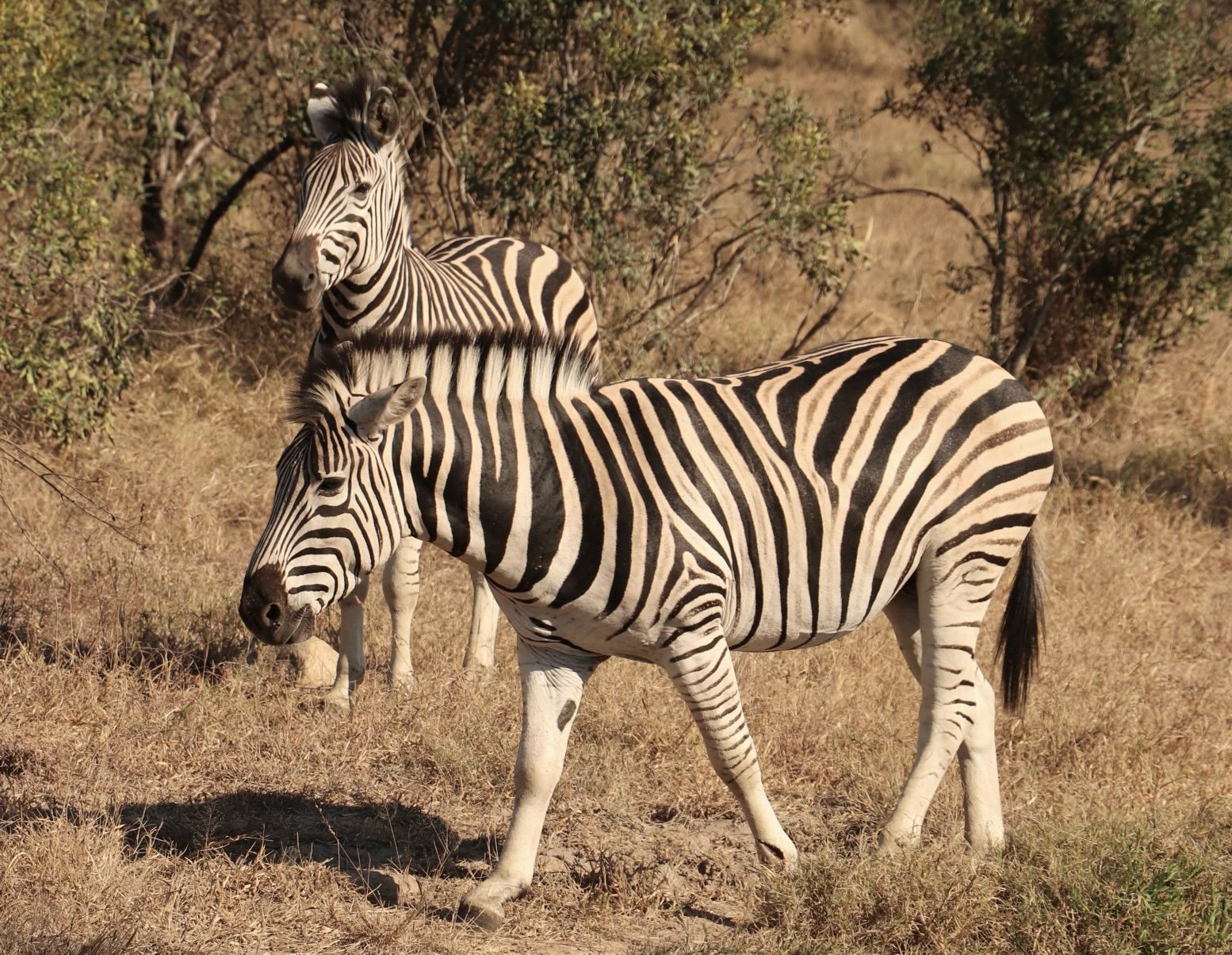 Two zebras grazing in dry grassland